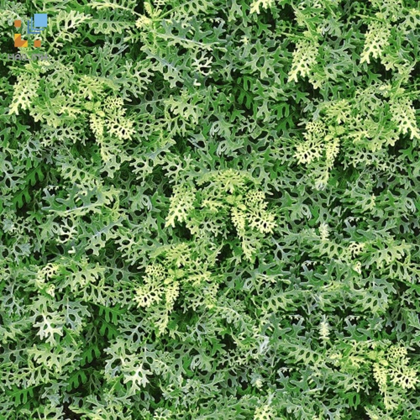 gach dong tam 4040GREENERY001