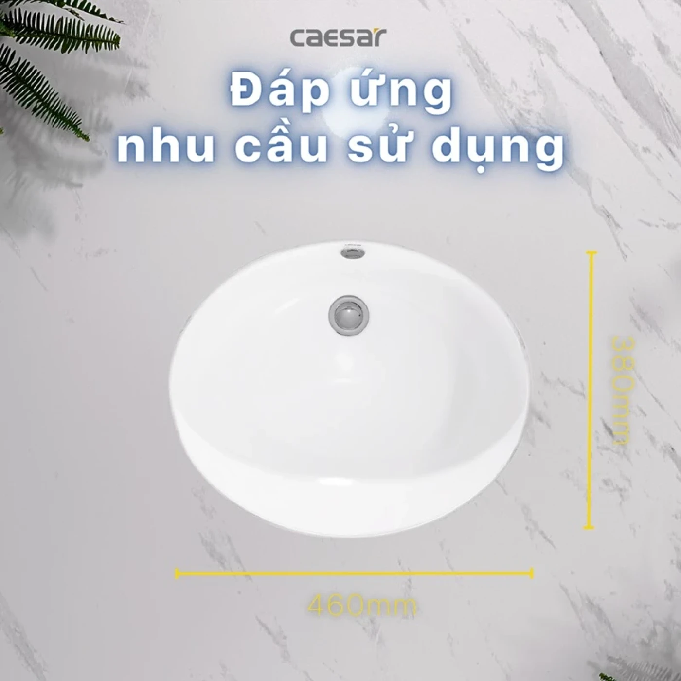 chau rua dat ban caesar l5115 su cao cap 2