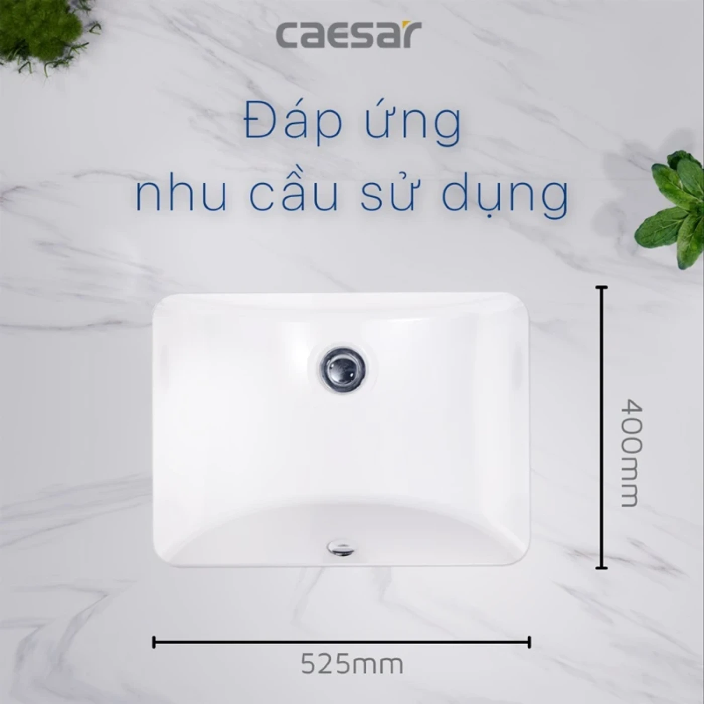 chau rua dat ban caesar l5125 thiet ke vuong 2