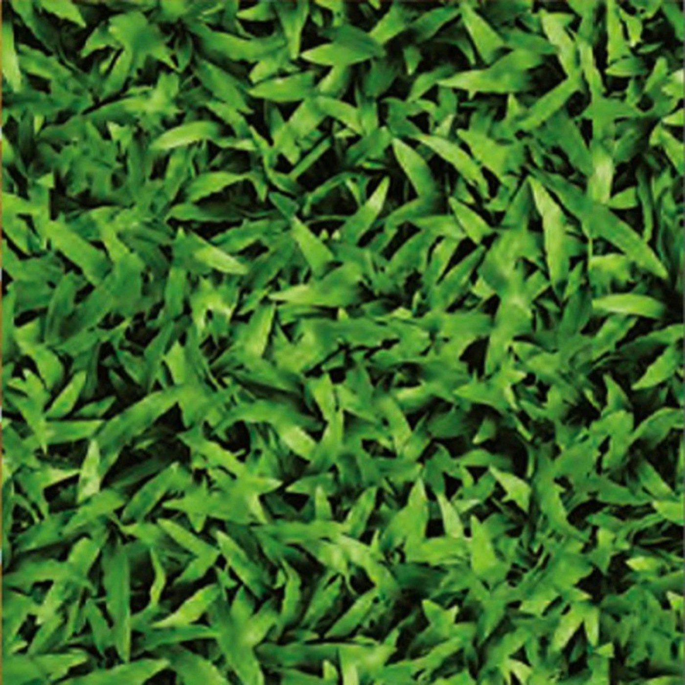 Gạch Đồng Tâm 4040CLG001